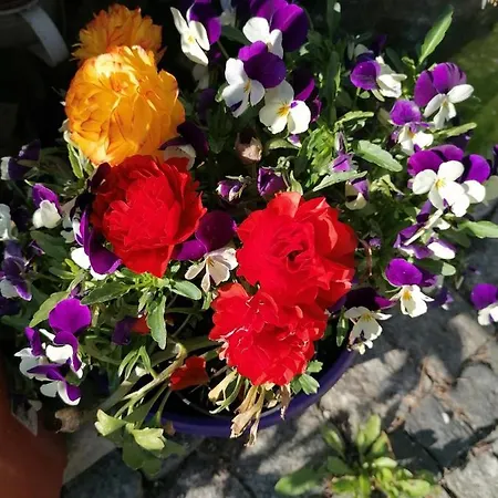 Nad Parseta 公寓 科沃布热格