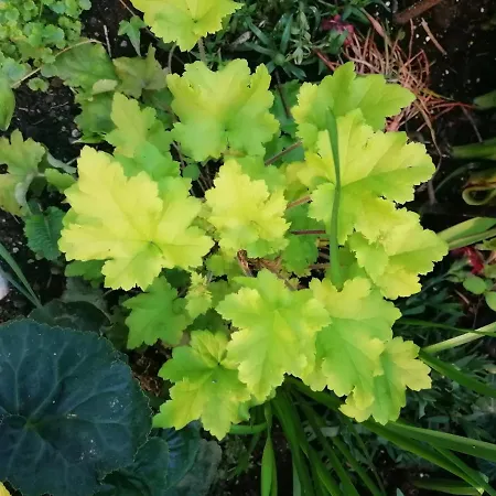 Nad Parseta * 科沃布热格